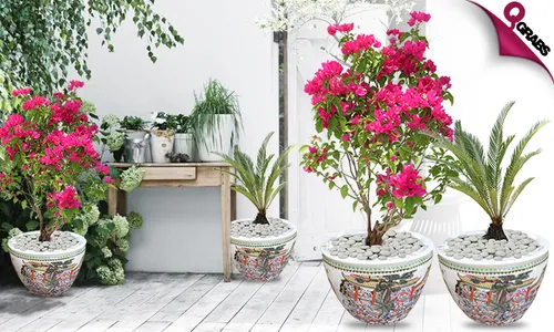 Outdoor/Indoor Plants!